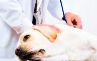 Долго болит спина у собаки