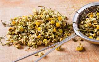 После ромашки болит голова