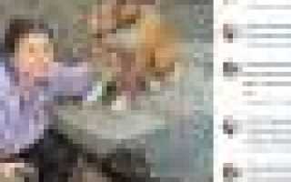 У чихуахуа болит спина